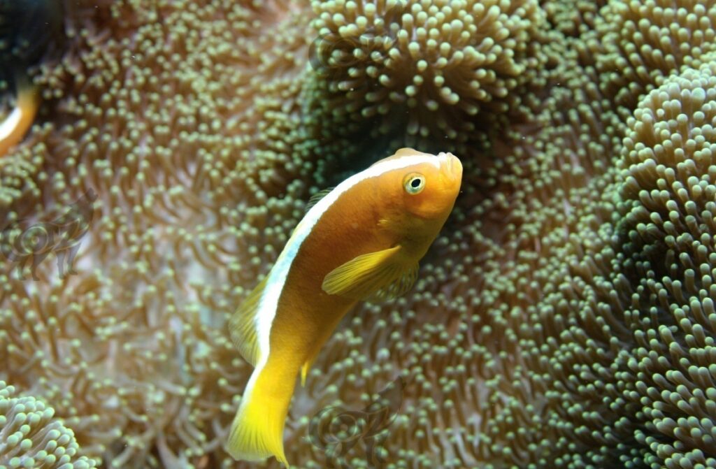 anemonfish orange finned