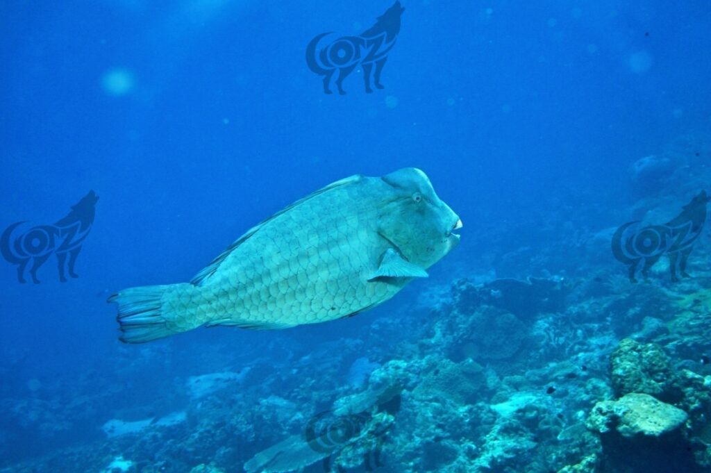 parrotfish humphead