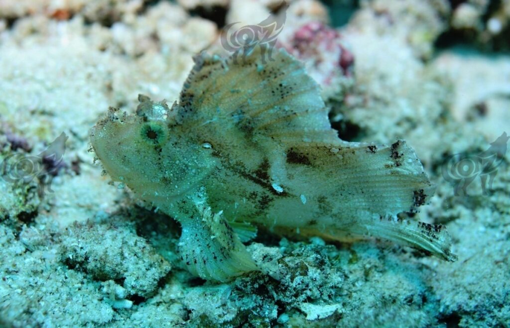 scorpionfish leaf