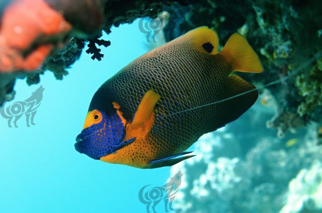 angelfish yellow mask