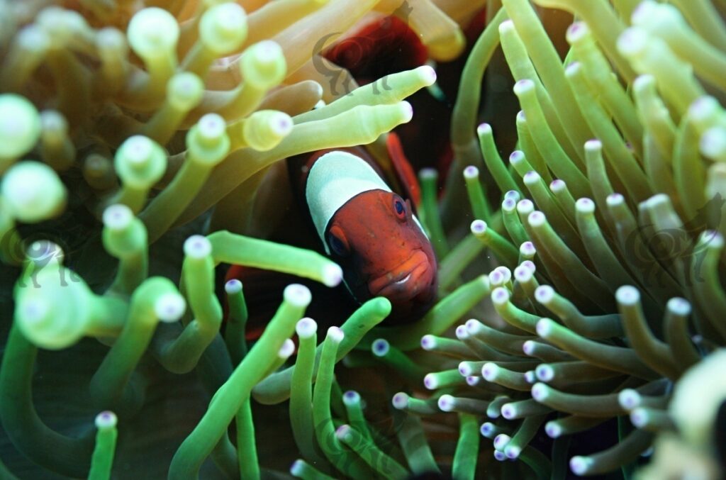 anemonfish barrier reef