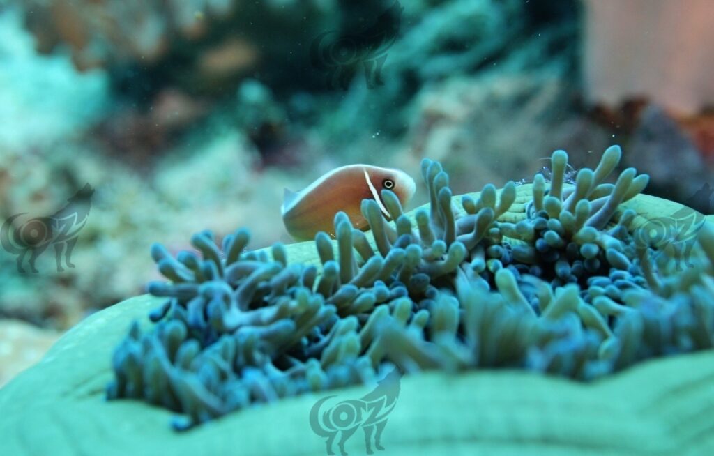 anemonfish orange finned