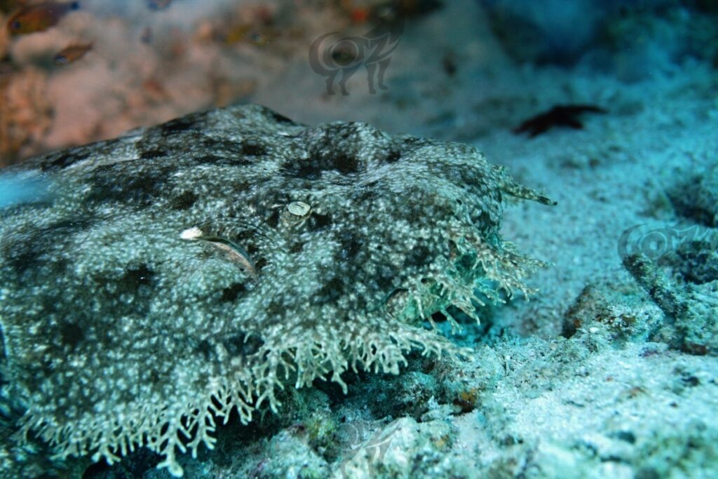 wobbegong