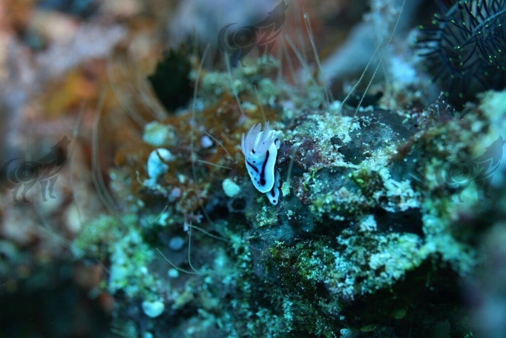 nudibranch