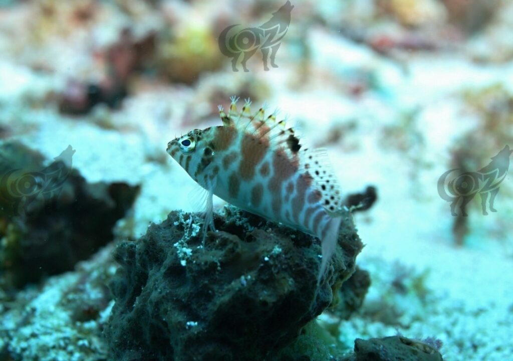 hawkfish