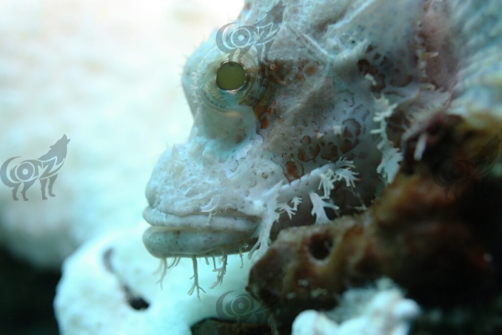 stonefish