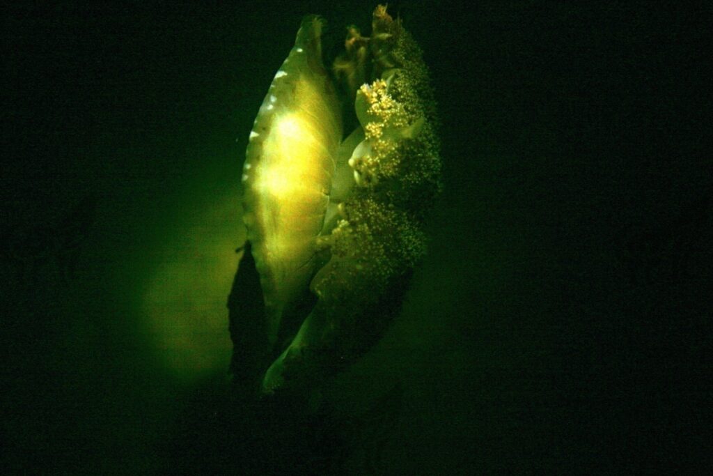 underwater by night