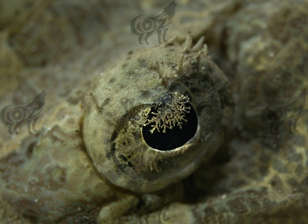 crocodile flathead