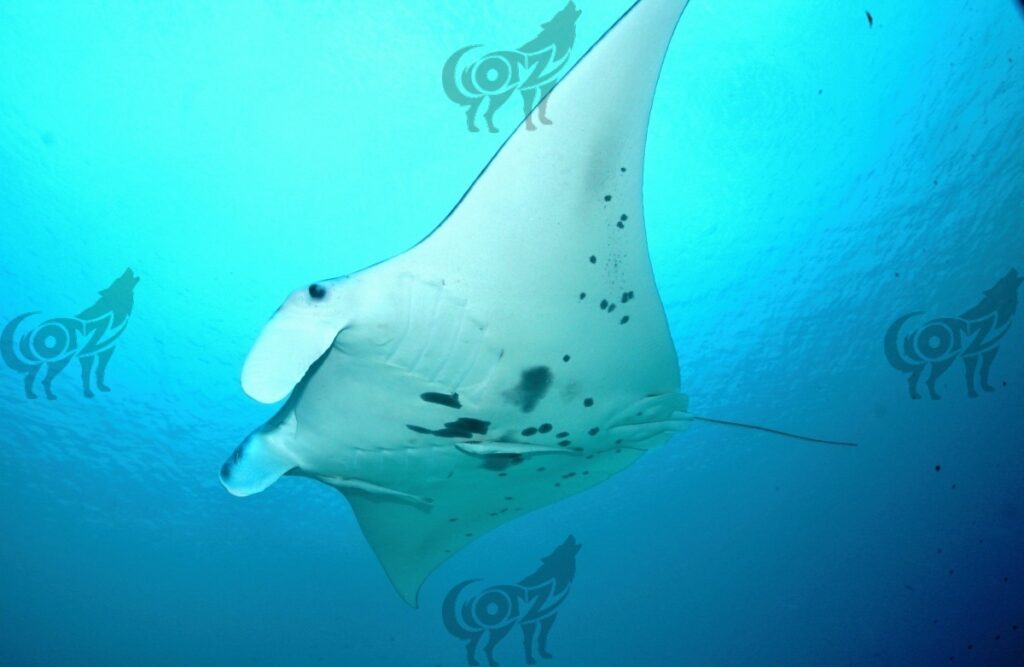 manta