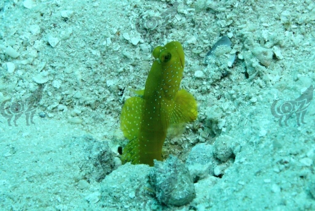 shrimpgoby yellow