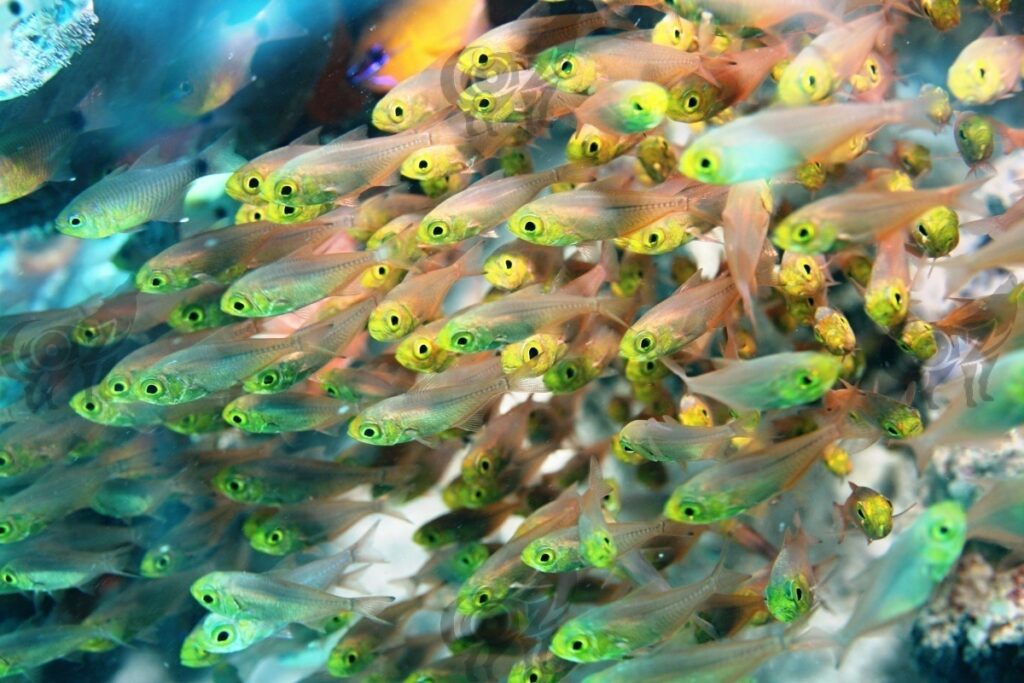 glassfish