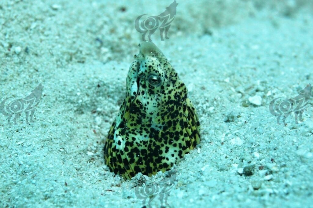 eel snake black-finned