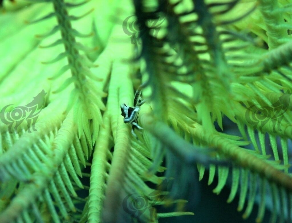 crab crinoid commensal