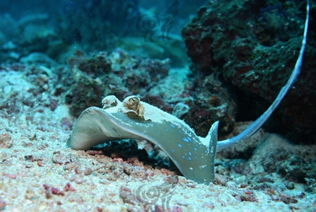 StingRay Blue Spotted Ribbontail