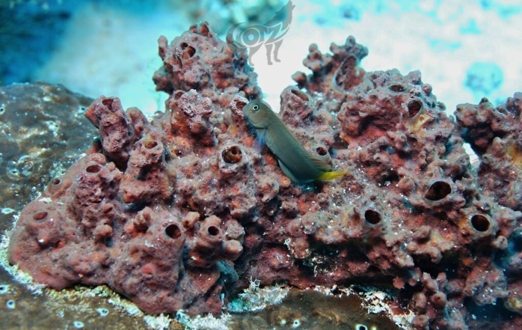 blenny eyelined