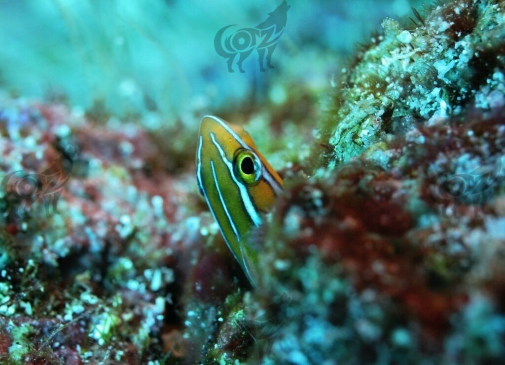 flangblenny blue striped