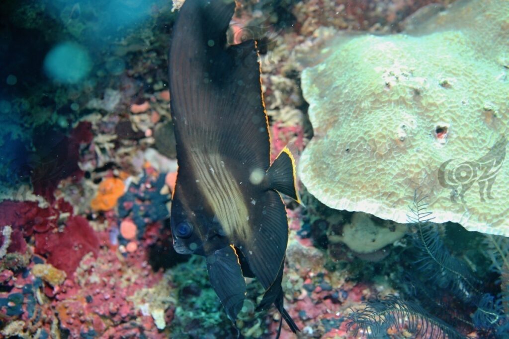 spadefish