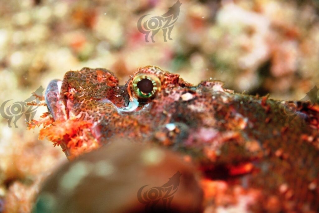 stonefish reef