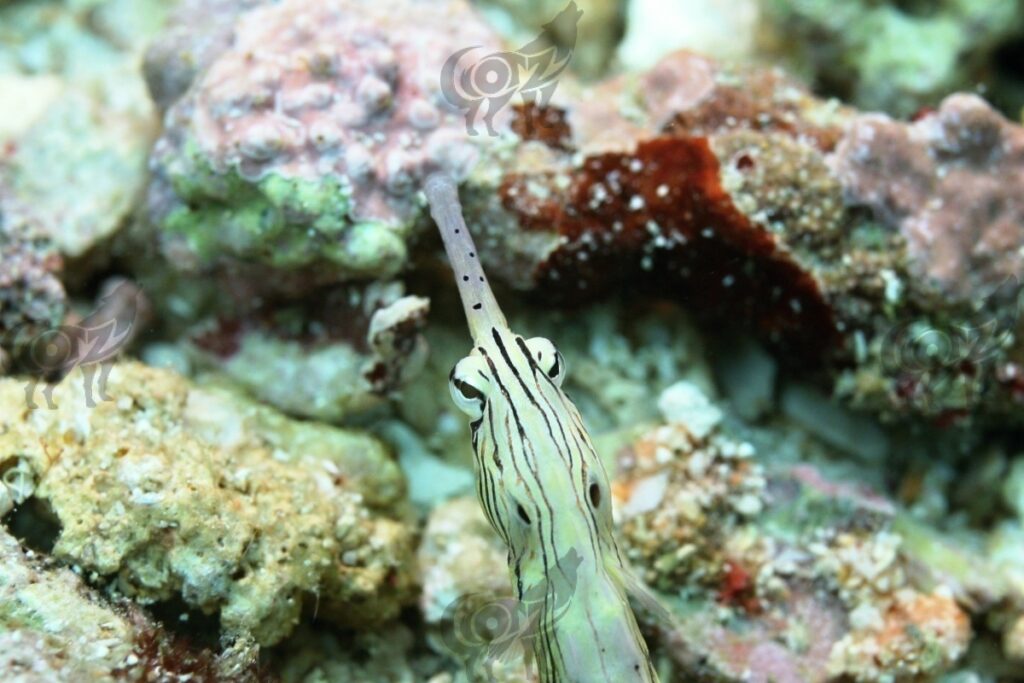 pipefish network