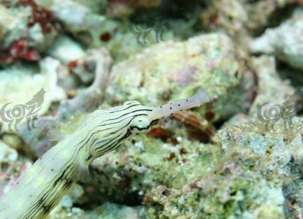 pipefish network