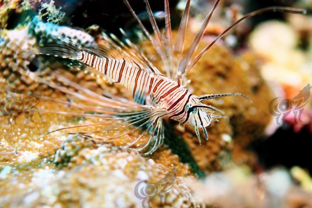 lionfish spotfin