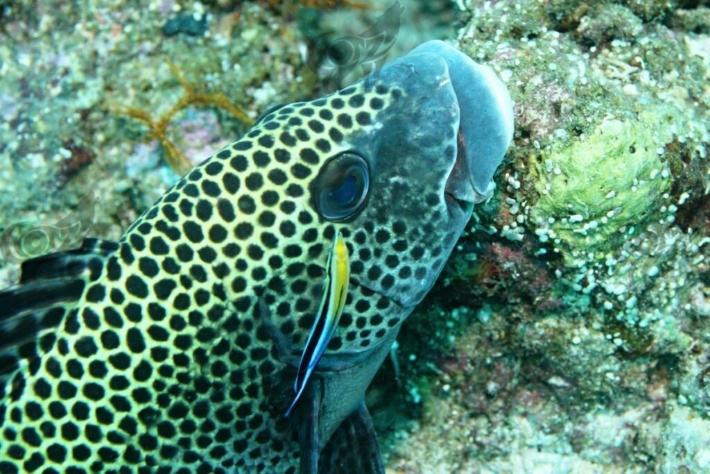 sweetlips many spotted