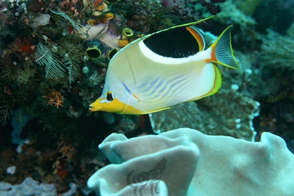 butterflyfish saddled