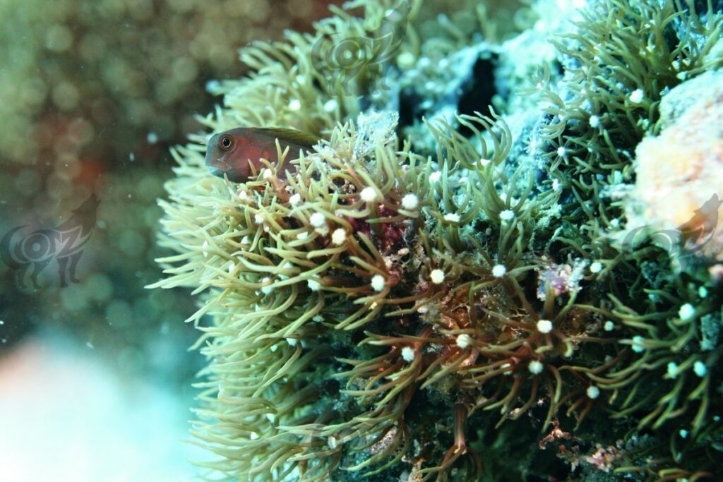 blenny