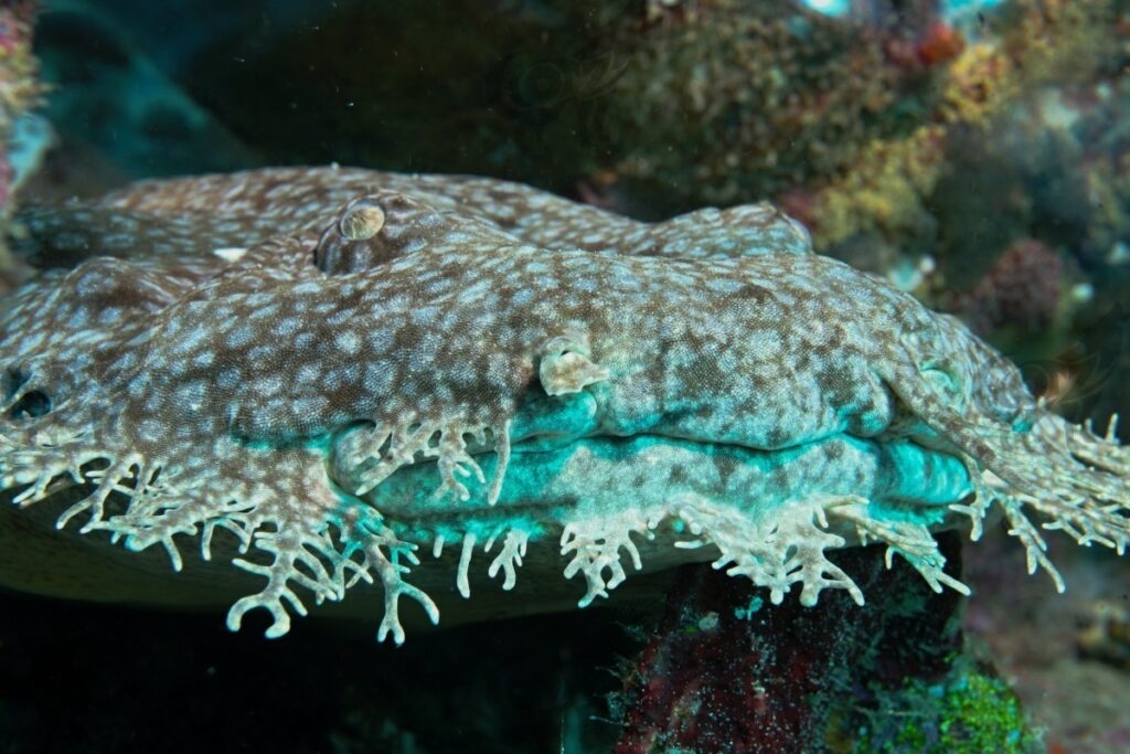 wobbegong