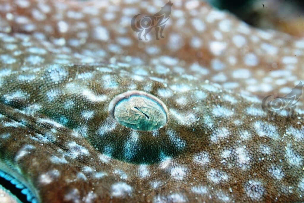 wobbegong