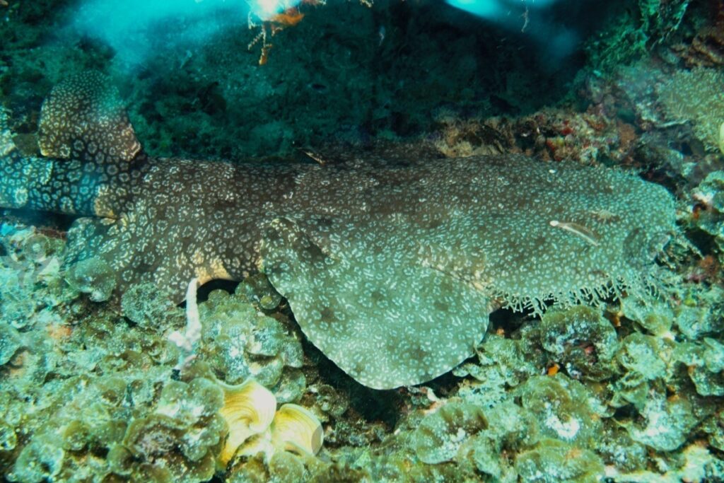 wobbegong