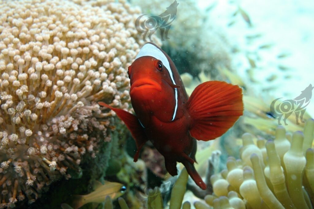 anemonfish spinecheek