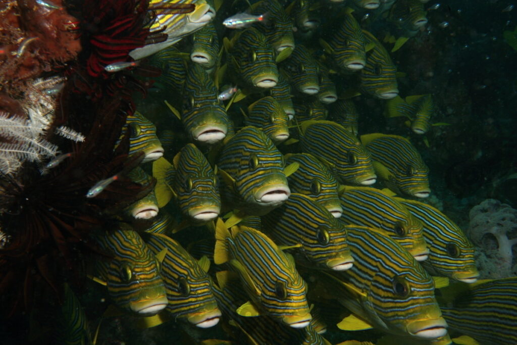 sweetlips oriental