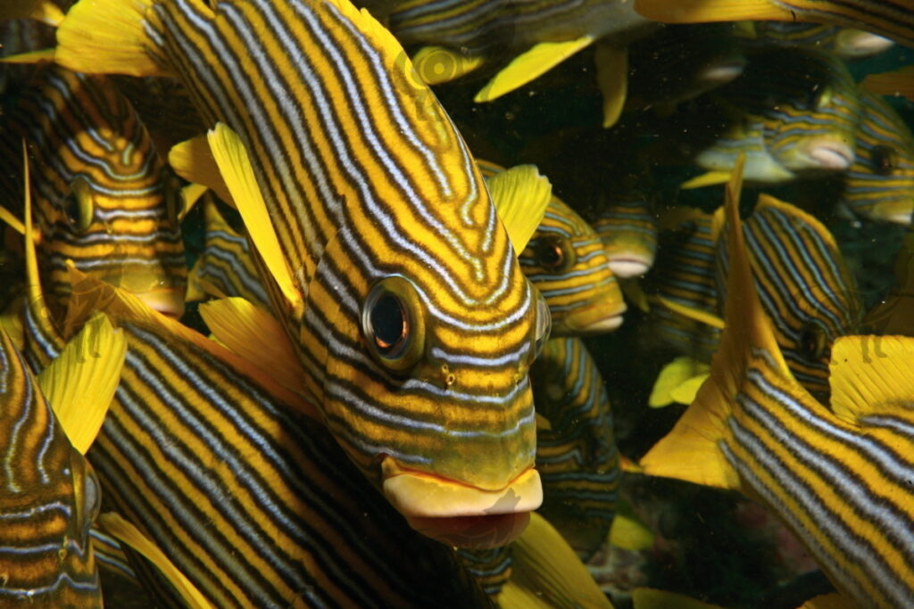 sweetlips oriental