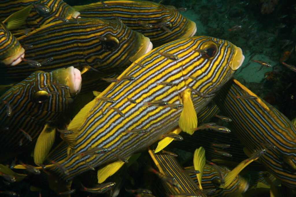 sweetlips oriental