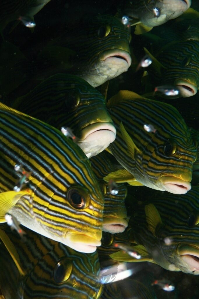 sweetlips oriental