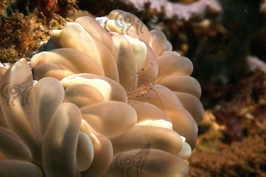 shrimp bubble coral