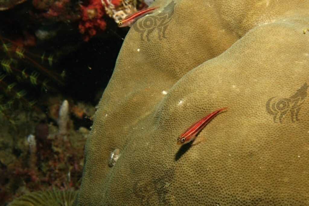 blenny