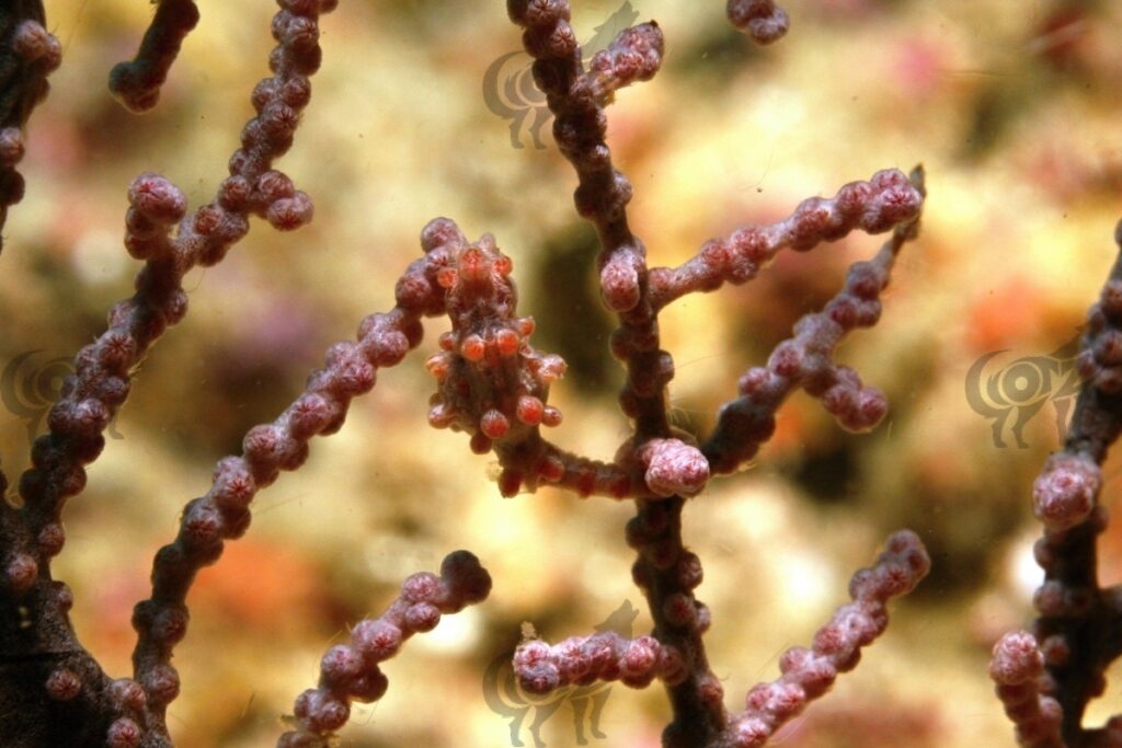 pigmyseahorse bargibanti