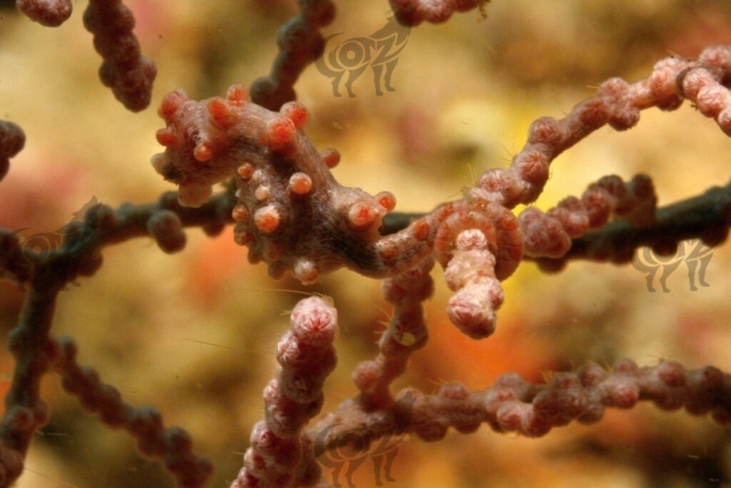 pigmyseahorse bargibanti