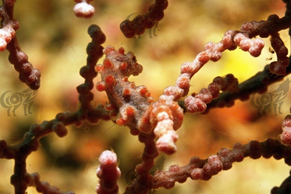 pigmyseahorse bargibanti