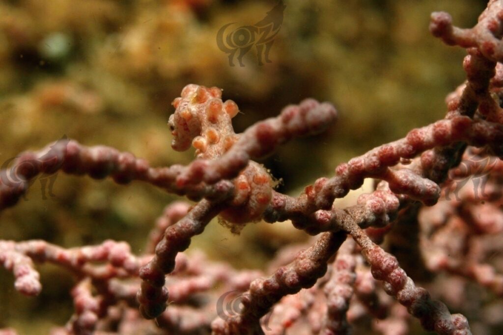 pigmyseahorse bargibanti