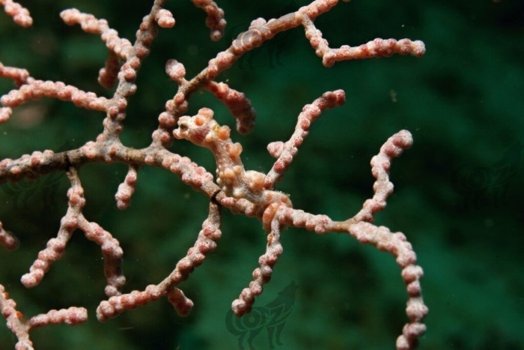 pigmyseahorse bargibanti