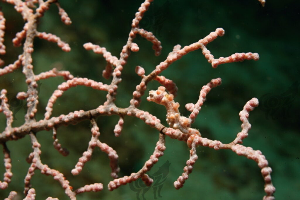 pigmyseahorse bargibanti