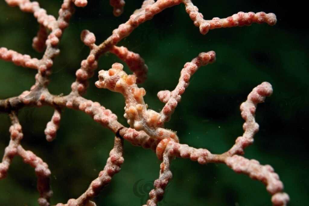 pigmyseahorse bargibanti