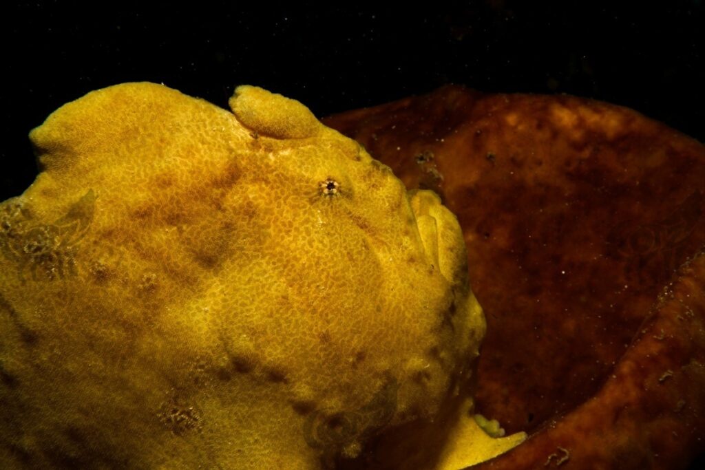 frog fish