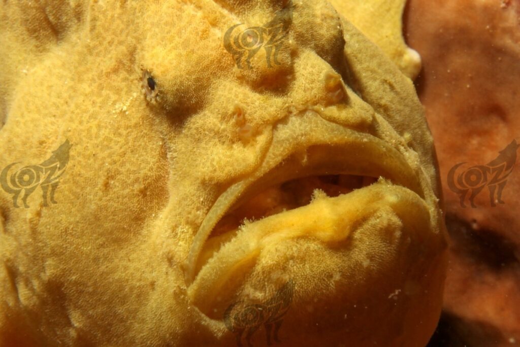 frog fish