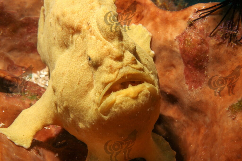 frog fish