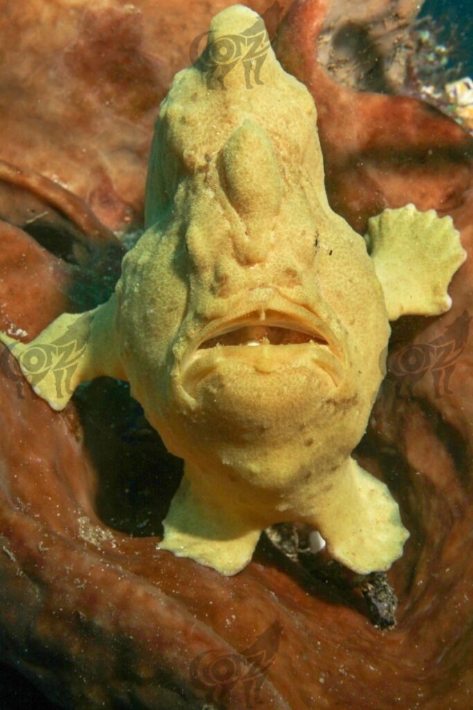 frog fish