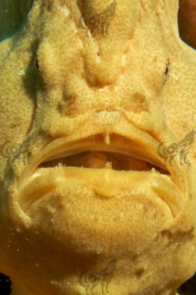 frog fish